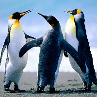 1480989014_Penguins.jpg