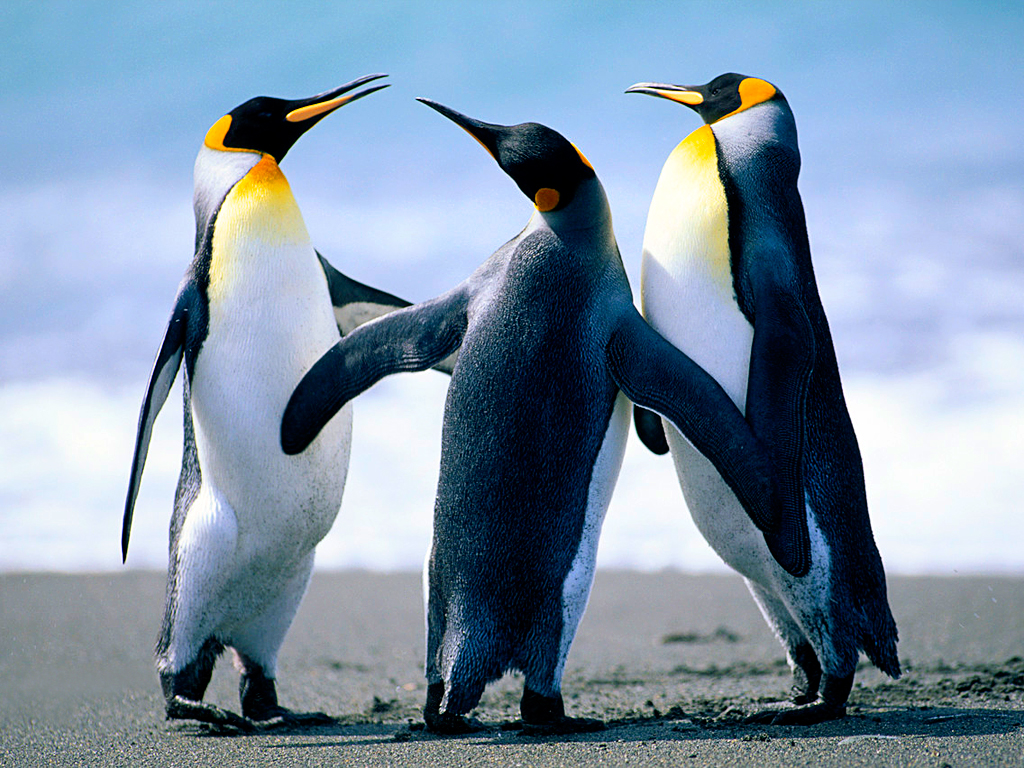 1480989719_Penguins.jpg